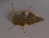 Aphrophora alni